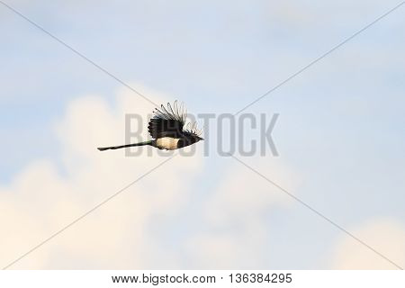 magpie bird flying in the blue sky