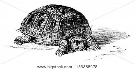 Moorish tortoise eclose by artificial incubation, natural size, vintage engraved illustration. Magasin Pittoresque 1852.