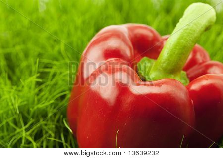 Rote Paprika auf grünem Gras liegend