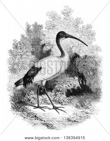 Museum of Natural History, Ibis alive, vintage engraved illustration. Magasin Pittoresque 1852.