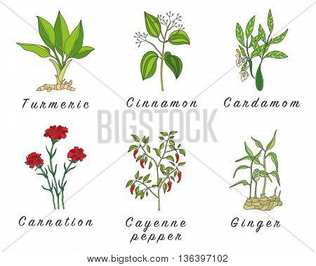 Set of spices herbs and officinale plants icons. Healing plants. Medicinal plants herbs spices hand drawn illustrations. Botanic sketches icons.