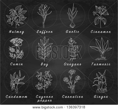Set of spices herbs and officinale plants icons. Healing plants. Medicinal plants herbs spices hand drawn illustrations. Botanic sketches icons.