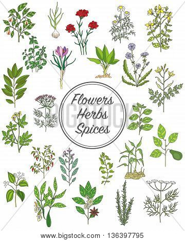 Set of spices herbs and officinale plants icons. Healing plants. Medicinal plants herbs spices hand drawn illustrations. Botanic sketches icons.