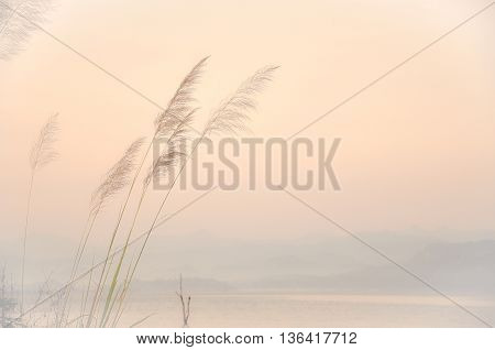 Flowers grass blurred bokeh background vintage style