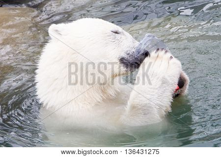 Close-up Of A Polarbear (icebear)