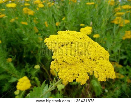 Detail Of A Yellow Blosomming Flower