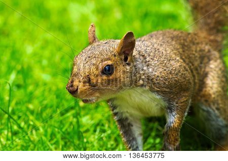 Close up of a grey squirrel with a shallow depth of field
