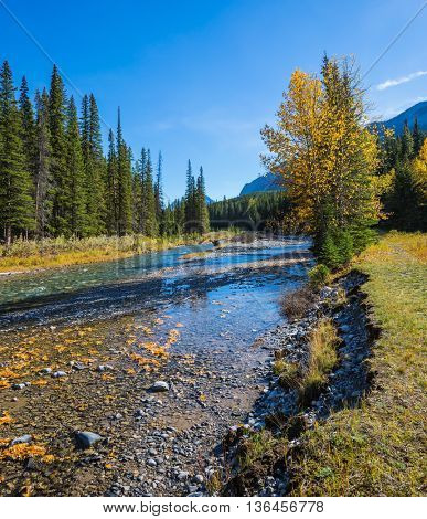 Beneaped creek autumn in Banff National Park. Pine forest in  Rocky Mountains. Canada