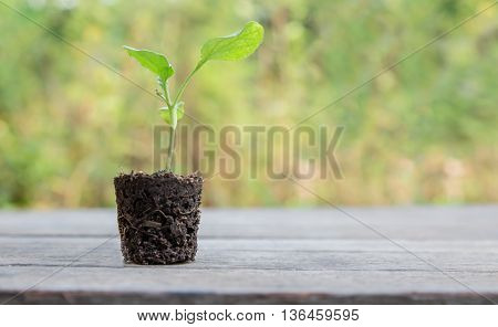 Eggplant seedlings of trees with roots a little