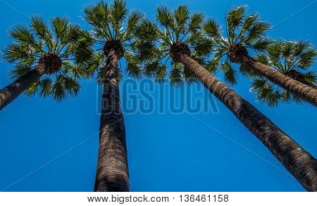 Palm trees in Athens National Park, Greece