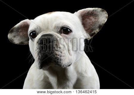 White Frech Bulldog With Funny Ears Posing In A Dark Photo Studio