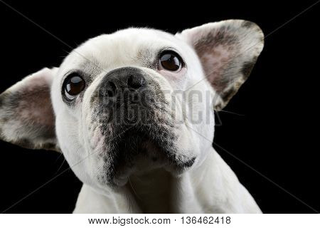 White Frech Bulldog With Funny Ears Posing In A Dark Photo Studio