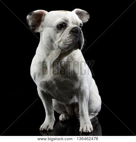 White Frech Bulldog With Funny Ears Posing In A Dark Photo Studio