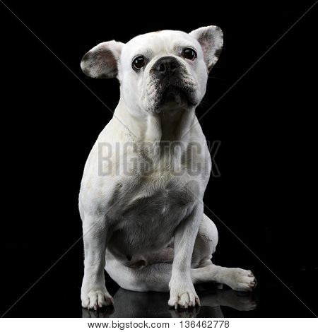 White Frech Bulldog With Funny Ears Posing In A Dark Photo Studio