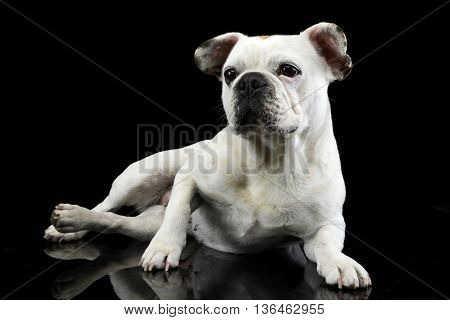 White Frech Bulldog With Funny Ears Posing In A Dark Photo Studio