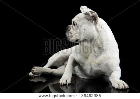 White Frech Bulldog With Funny Ears Posing In A Dark Photo Studio