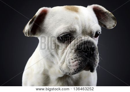 White Frech Bulldog With Funny Ears Posing In A Dark Photo Studio