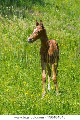 Portrait of newborn foal on a summer pasture