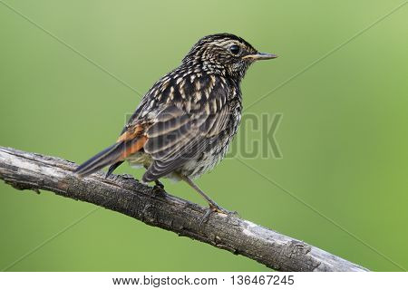 The black Redstart Phoenicurus ochruros female on green background