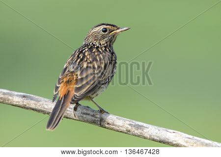 The black Redstart Phoenicurus ochruros female on green background