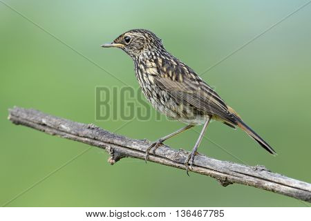 The black Redstart Phoenicurus ochruros female on green background