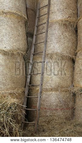 Wood Ladder In The Barn Of The Farm