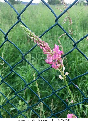 Flowering sainfoin in front of a wire fence