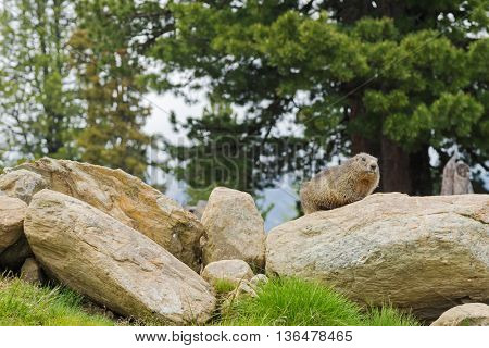 Alpine Marmot sitting on rock during summer in Austria, Europe. Blurred background