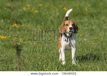 Beagle