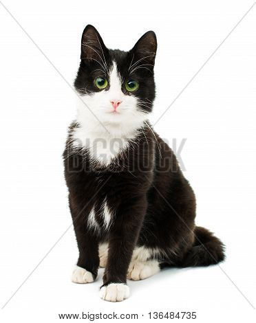 Black & white cat sit on white isolated background.