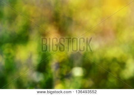 Green abstract bokeh background created in forest