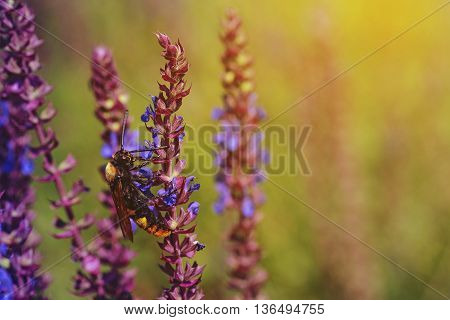 Scolia seats on fresh purple flowers of salvia on the meadow