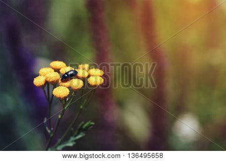 Tansy or Tanacetum vulgare also known as Bitter Buttons, Cow Bitter, Mugwort, or Golden Buttons