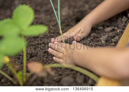 Child planting a young plant seedling into a raised flower bed compacting the soil around the roots with their hands close up view.