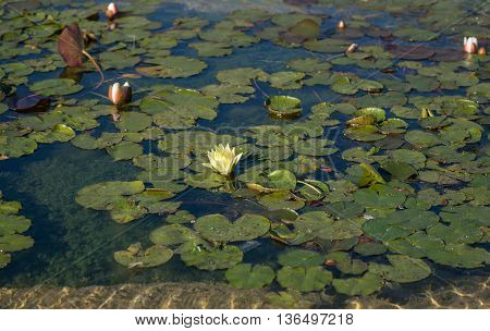 Lotus Flowers With Plants