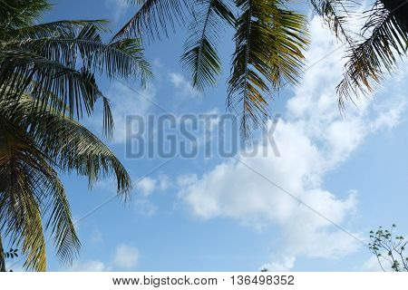 coconut leaf on blue sky clouds,plam tree
