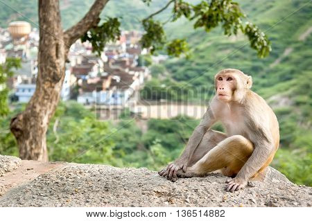 Rhesus macaque sitting under the tree near Galta Temple in Jaipur India. The temple is famous for large troop of monkeys who live here