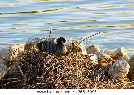 Moorhen looking after chicks on the nest of twigs in evening light built at the side of a tranquil freshwater lake