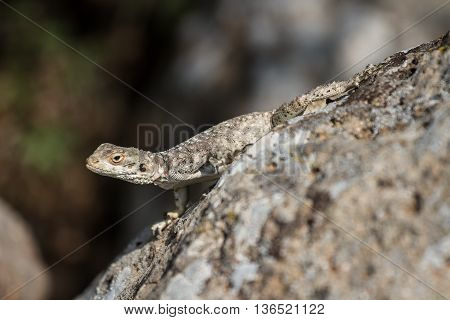 a lizard is warming up in mid day sun
