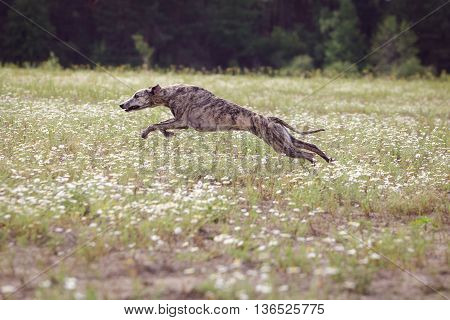 Coursing. Whippet Dog Running In The Field