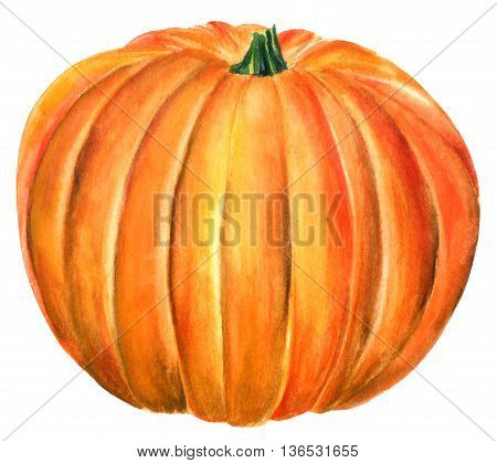 A watercolour drawing of a beautiful pumpkin hand painted on white background