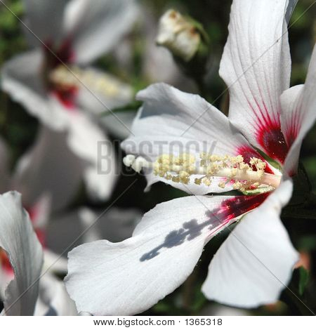 Hibiscus1