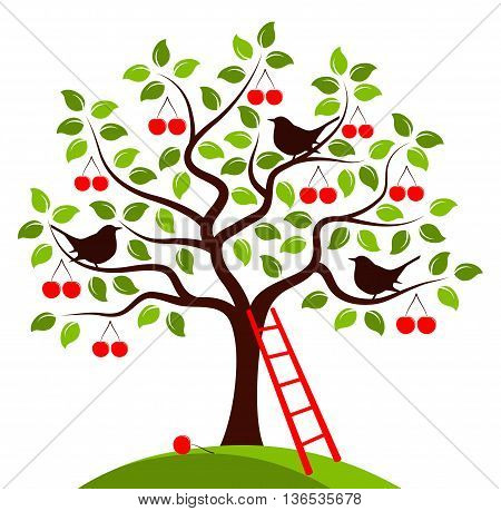 vector cherry tree with birds and ladder isolated on white background