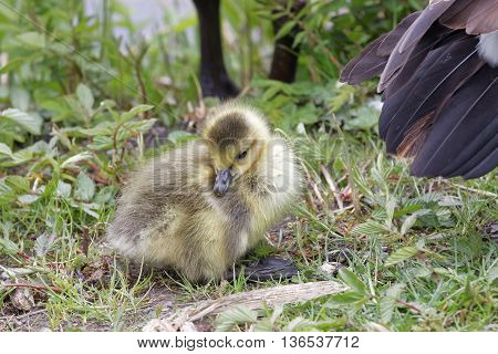Cute canada goose baby and the mother behind