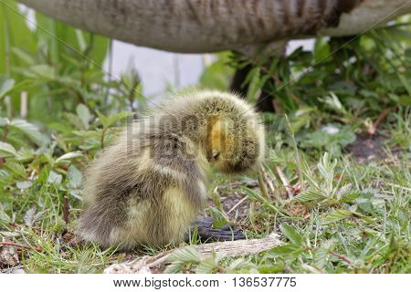 Cute canada goose baby fixing the feathers and the mother stand behind