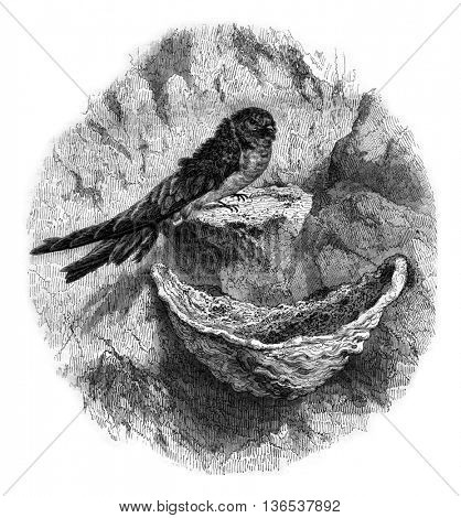 Hirondelle edible nest swiftlet, vintage engraved illustration. Magasin Pittoresque 1861.