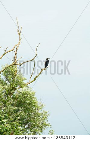 Big black bird sitting lonely on a bare branch