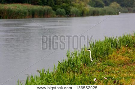 A gray heron sits on a stick while the other hides in the grass of the photographer