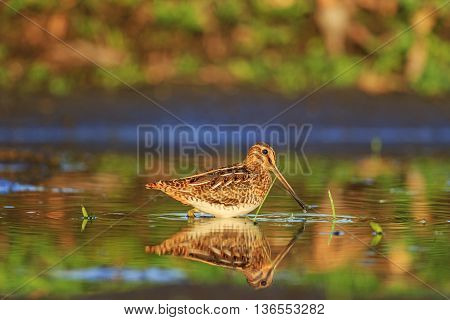 snipe and reflection in the water, hunting bird, long beak, colorful feathers