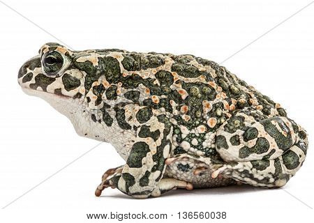 Toad green lat. Bufo viridis isolated on white background